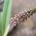 Polystachya stuhlmannii Flower