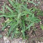 Crepis setosa Ліст