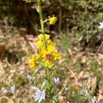 Verbascum blattariaFiore