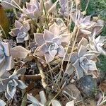 Graptopetalum paraguayenseBark