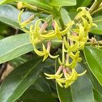 Daphne pontica Flor
