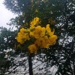Senna bicapsularis Blüte