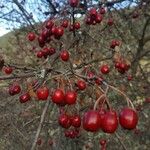 Crataegus monogynaПлод