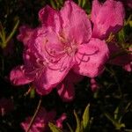 Rhododendron albrechtii Flor