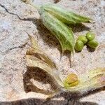 Salvia aethiopis Fruit