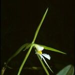 Epidendrum nocturnum Цветок