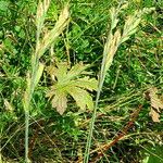 Carex digitata Hábito