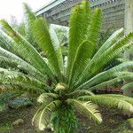 Dioon spinulosum Celota