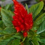 Celosia argentea Žiedas