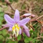 Dianella ensifolia Flor