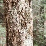 Backhousia myrtifolia Bark