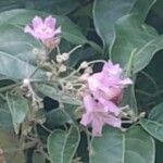 Fridericia chica Flor