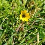 Adonis microcarpa Blatt