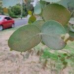 Eucalyptus gunnii Лист