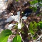Humbertioturraea malifolia Flor
