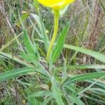 Oenothera affinis Habit