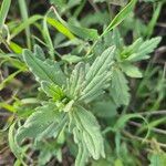 Ajuga integrifolia List