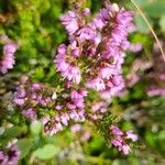 Calluna vulgarisFloare