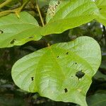 Rhynchosia erythrinoides 葉
