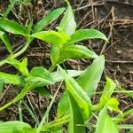 Commelina africana Leaf