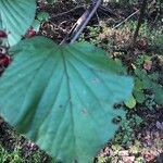 Viburnum dilatatum Foglia