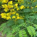 Caesalpinia decapetala Квітка