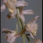 Delphinium hansenii Blüte