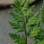 Hemionitis pteridioides পাতা