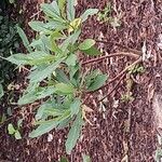 Edgeworthia tomentosa Fuelha