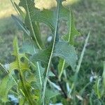 Lactuca serriolaLehti