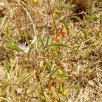Solanum lanzae Plod