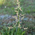 Rumex thyrsiflorus Flower