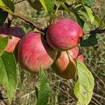 Malus domestica Frucht