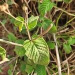 Cyanthillium cinereum Leaf