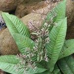 Ardisia auriculata Blad