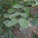 Guiera senegalensis Leaf