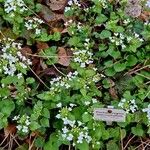 Pachyphragma macrophyllum 整株植物