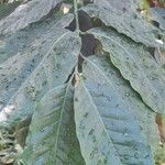 Coffea arabica Leht