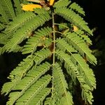 Vachellia collinsii Floare