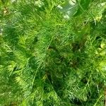 Meum athamanticum Leaf