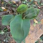Canna × hybrida Lapas