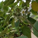 Solanum erianthum Vili