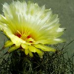 Astrophytum capricorne Blüte