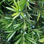 Podocarpus macrophyllus Hostoa
