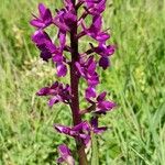 Anacamptis laxiflora 花