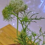 Visnaga daucoides Habit