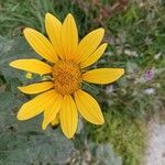 Tithonia tubaeformis Blüte