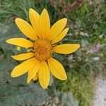 Tithonia tubaeformis Bloem