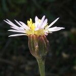 Tripolium pannonicum 花
