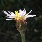 Tripolium pannonicum Flower